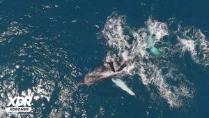 Pesquisa Ambiental - Observação de Baleias