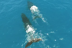 Captura Técnica de Imagens para pesquisa e monitoramento sócio ambiental. Xdroner